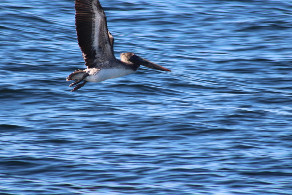 Bird Island Tours Rocky Point Adventures