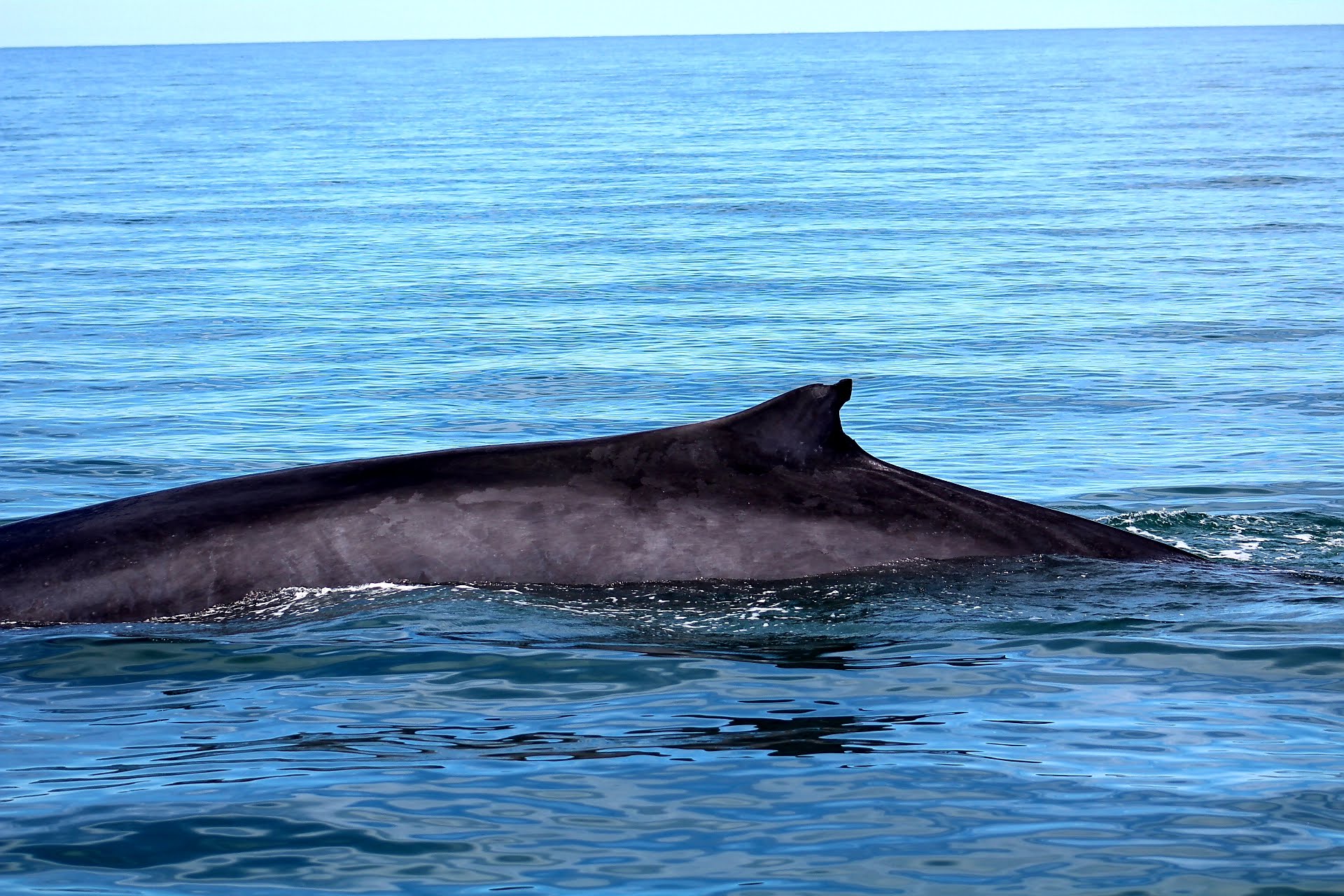 Zipline Rocky Point Adventures